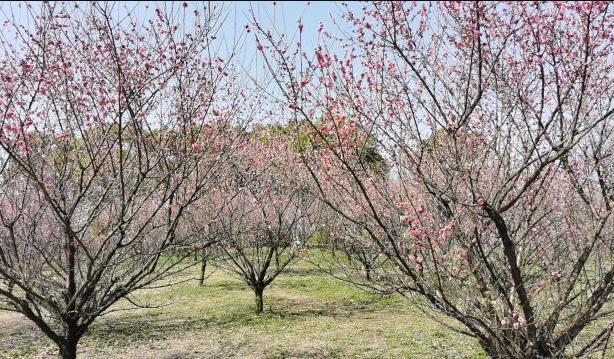 2024上海櫻花節門票多少錢 上海櫻花節攻略