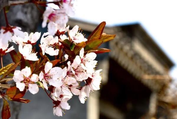 北京賞花時(shí)間一覽表2024