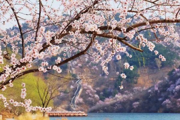 2024水長城桃花開了嗎？什么時候開？