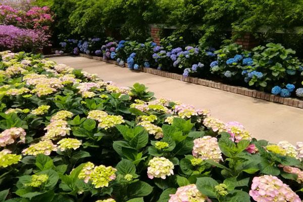 新津花舞人間旅游攻略 附門票價(jià)格及開放時(shí)間
