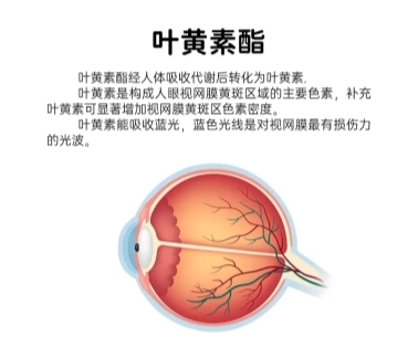 護(hù)眼指南：緩解眼疲勞葉黃素怎么挑選(圖3)