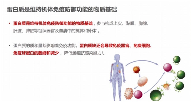 選購蛋白粉不再迷茫：蛋白粉哪個牌子好，一文告訴你補充蛋白質提高免疫力吃什么