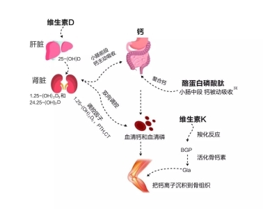 缺鈣怎么補(bǔ)？液體鈣有用嗎？鈣片哪個(gè)牌子好(圖2)