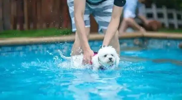 小型四季貴賓犬適合游泳嗎？(圖3)
