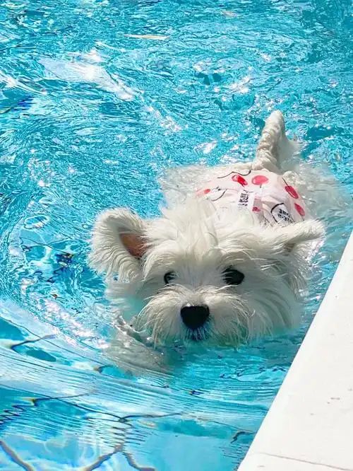小型四季貴賓犬適合游泳嗎？