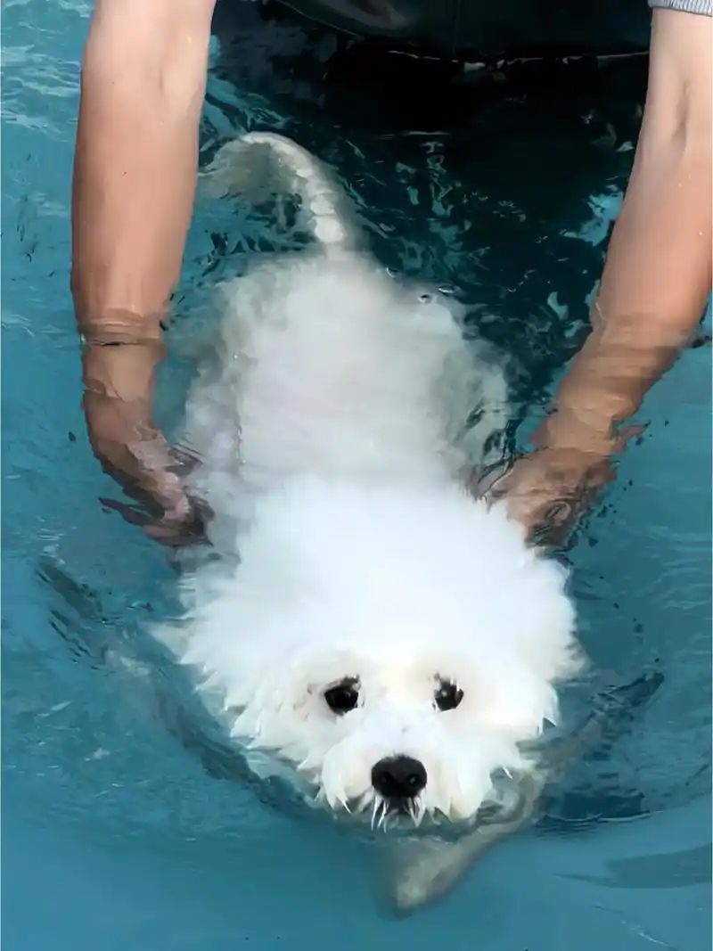 小型四季貴賓犬適合游泳嗎？(圖2)