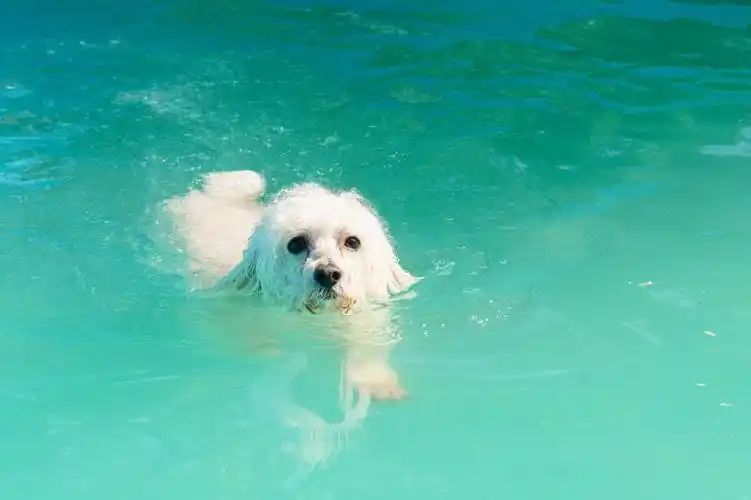 小型四季貴賓犬適合游泳嗎？(圖4)