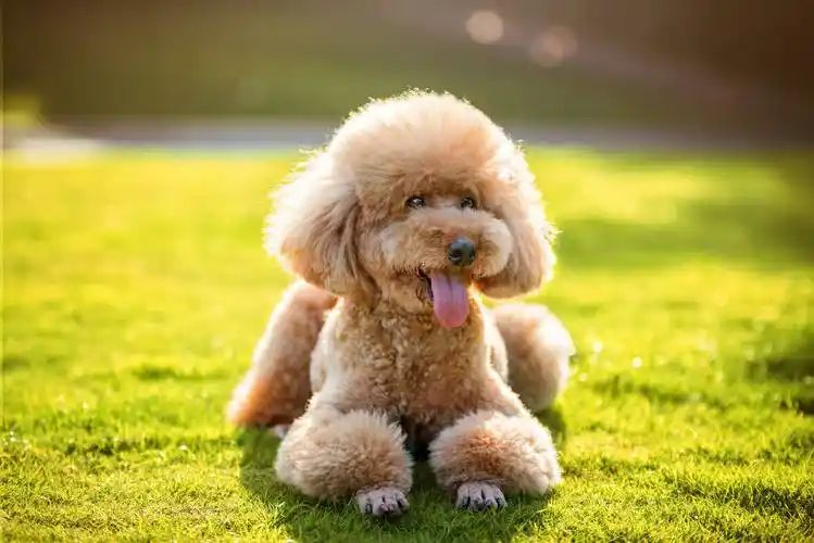 小型四季貴賓犬適合游泳嗎？(圖5)